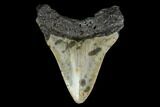 Fossil Megalodon Tooth - North Carolina #149391-2